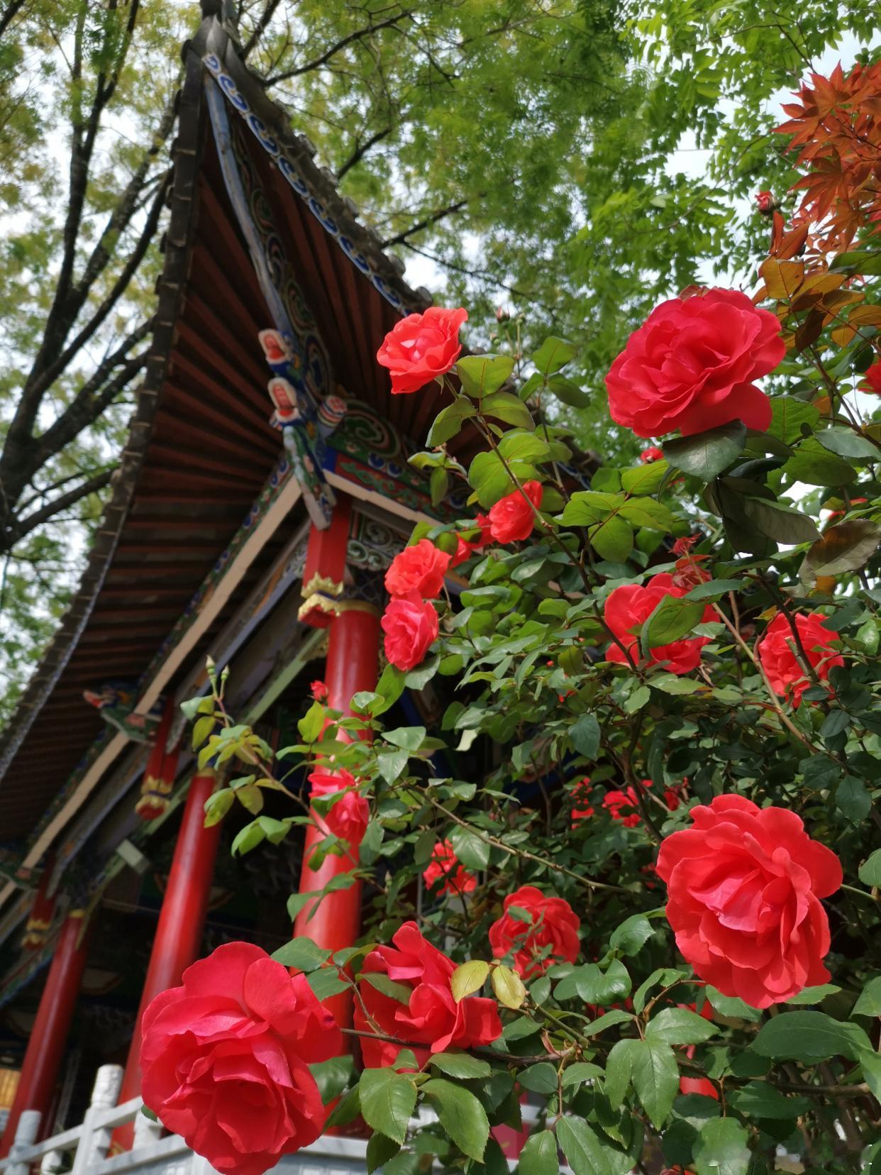 彩云之南一路繁花，风吹又日晒，快活似神仙～ ​​​
