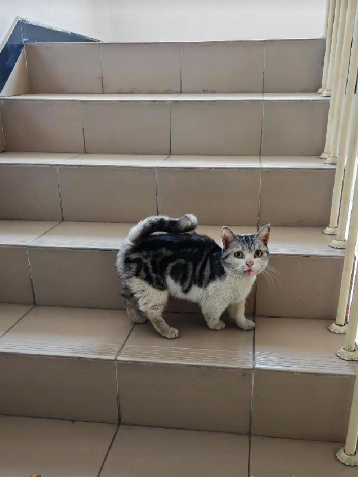 楼下年轻邻居搬走，竟把猫咪丢在楼道，任凭它孤零零蜷缩角落。前两天下班，总能听见断