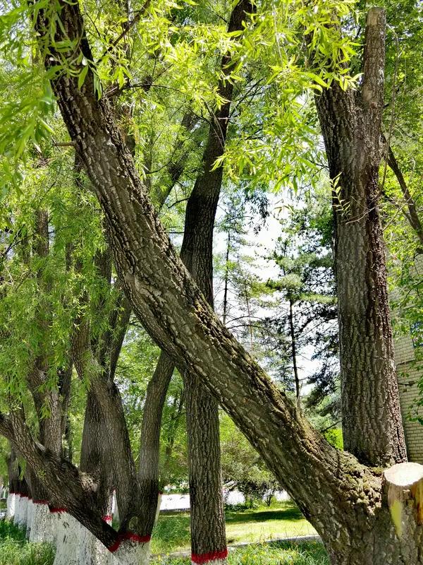 青海省教育厅今天刚刚发布这个名单，青海职业技术大学，青海大学在第十八届全国大学生