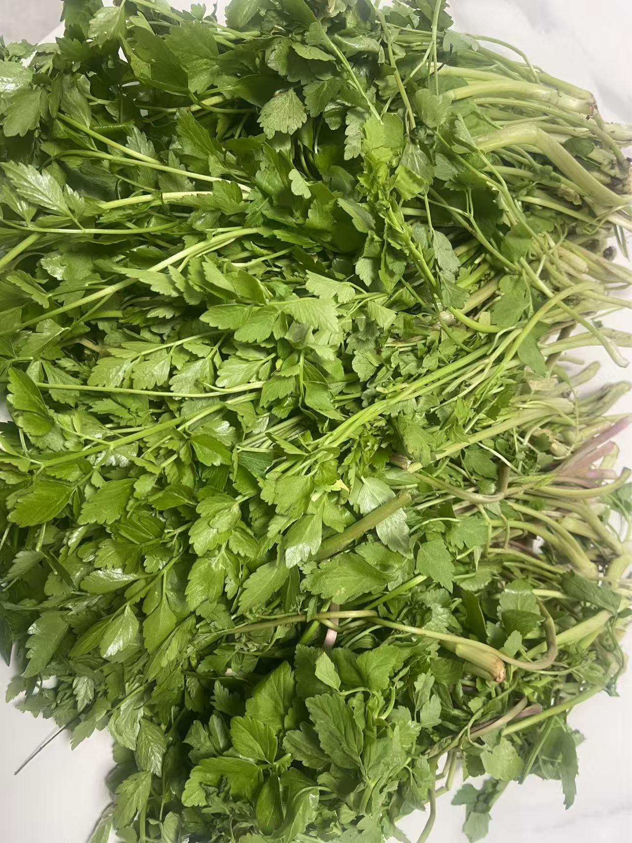 隔壁邻居来敲门，送我们一把刚打野来的野芹菜，老同志连声道谢，语气里满是喜欢。
