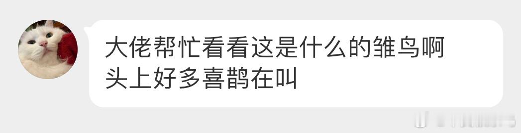 鸟粉投稿 灰喜鹊的幼鸟 这个角度感觉憨憨的🙊 ​​​