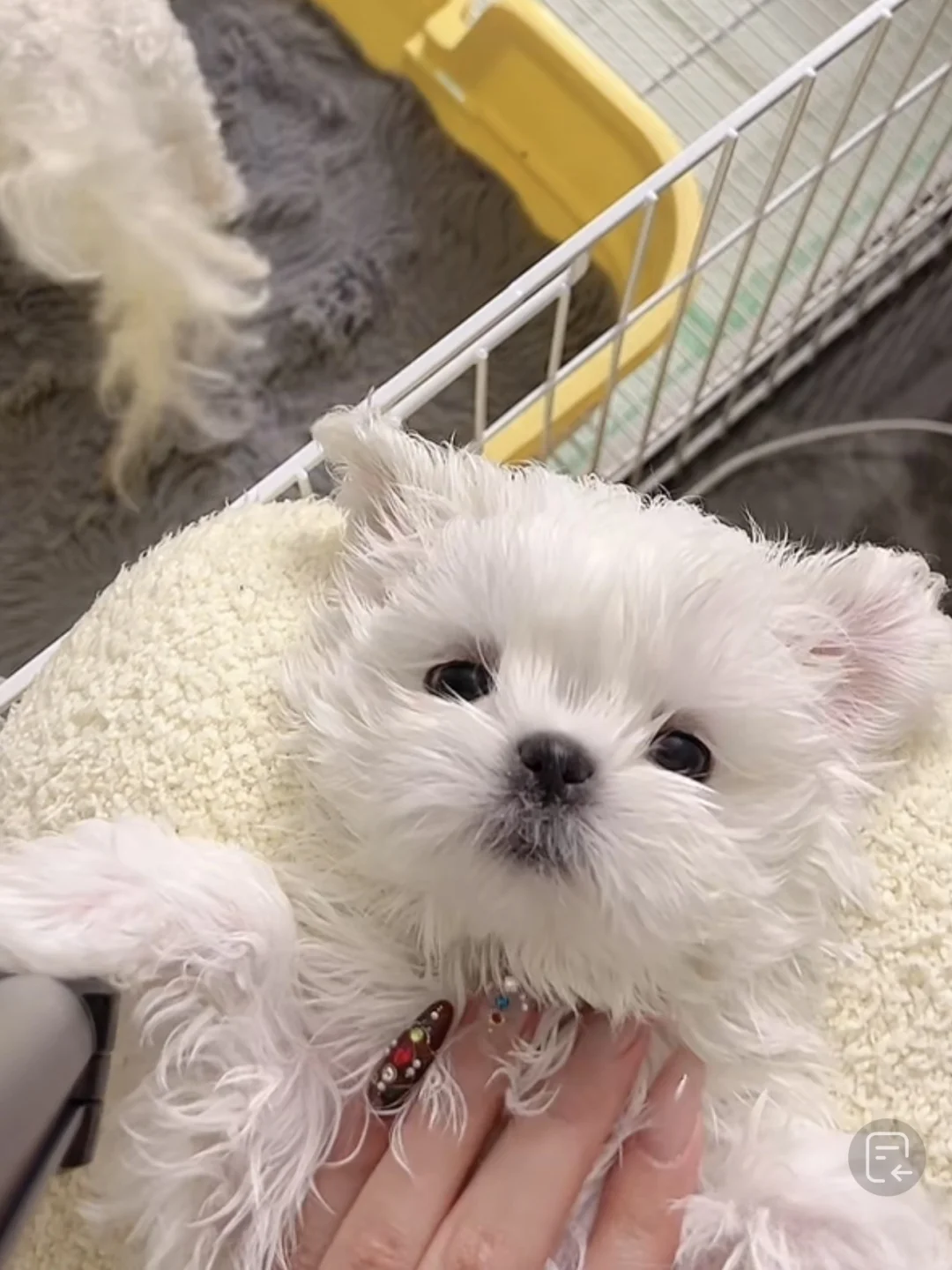 家养马尔济斯弟弟59天