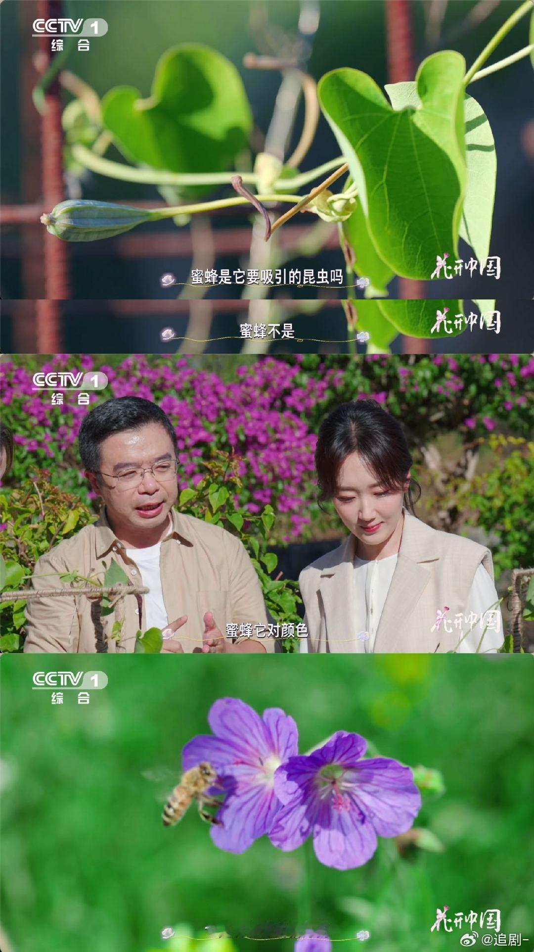 远看像麻雀近看是朵花蜜蜂的颜色偏好推动农业发展！依赖其授粉的蓝黄色作物产量更高，