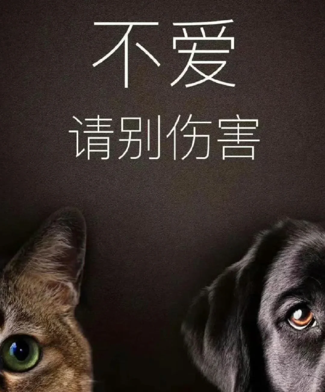一年了，奶牛猫之si重于泰山