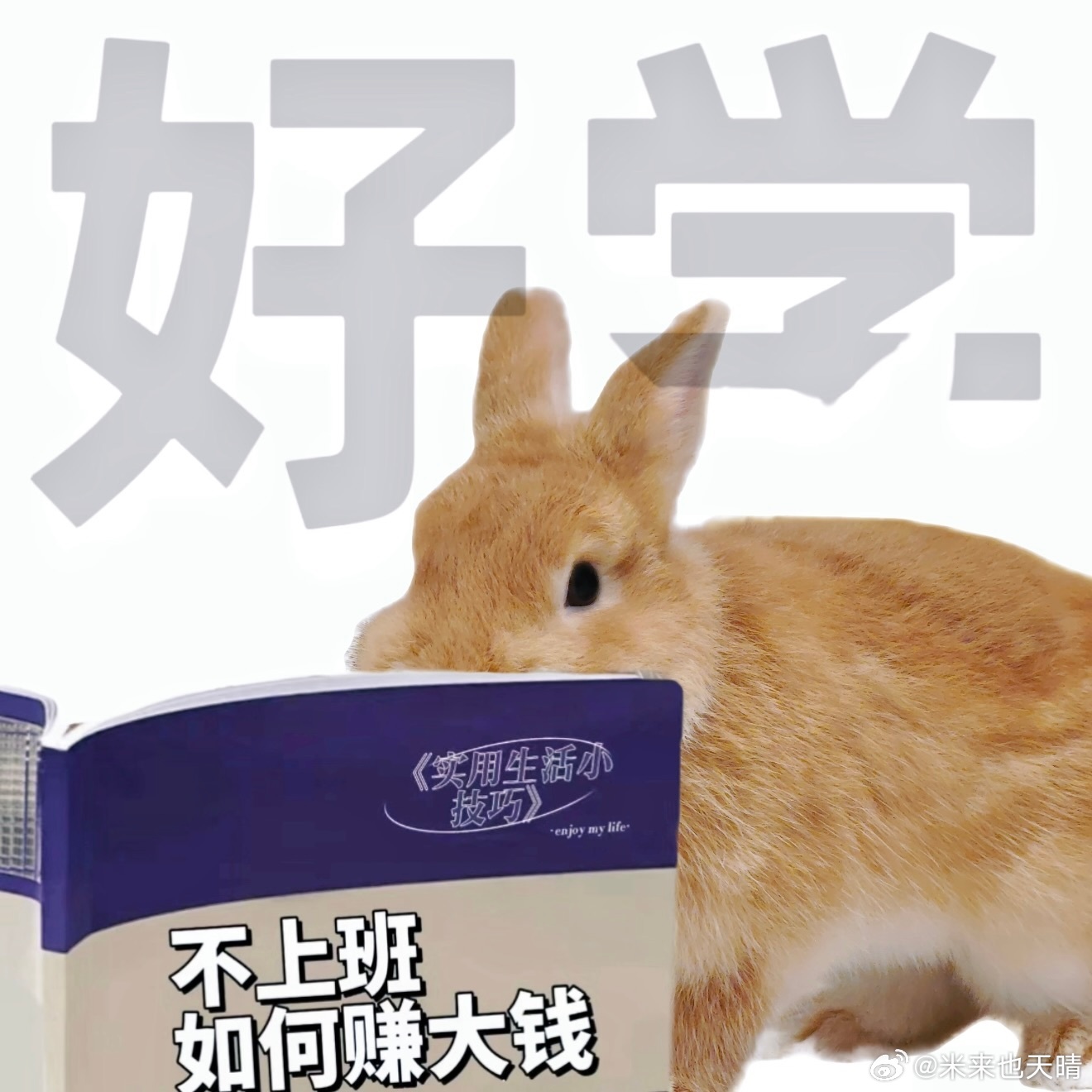 一些小兔叽表情包🐰 