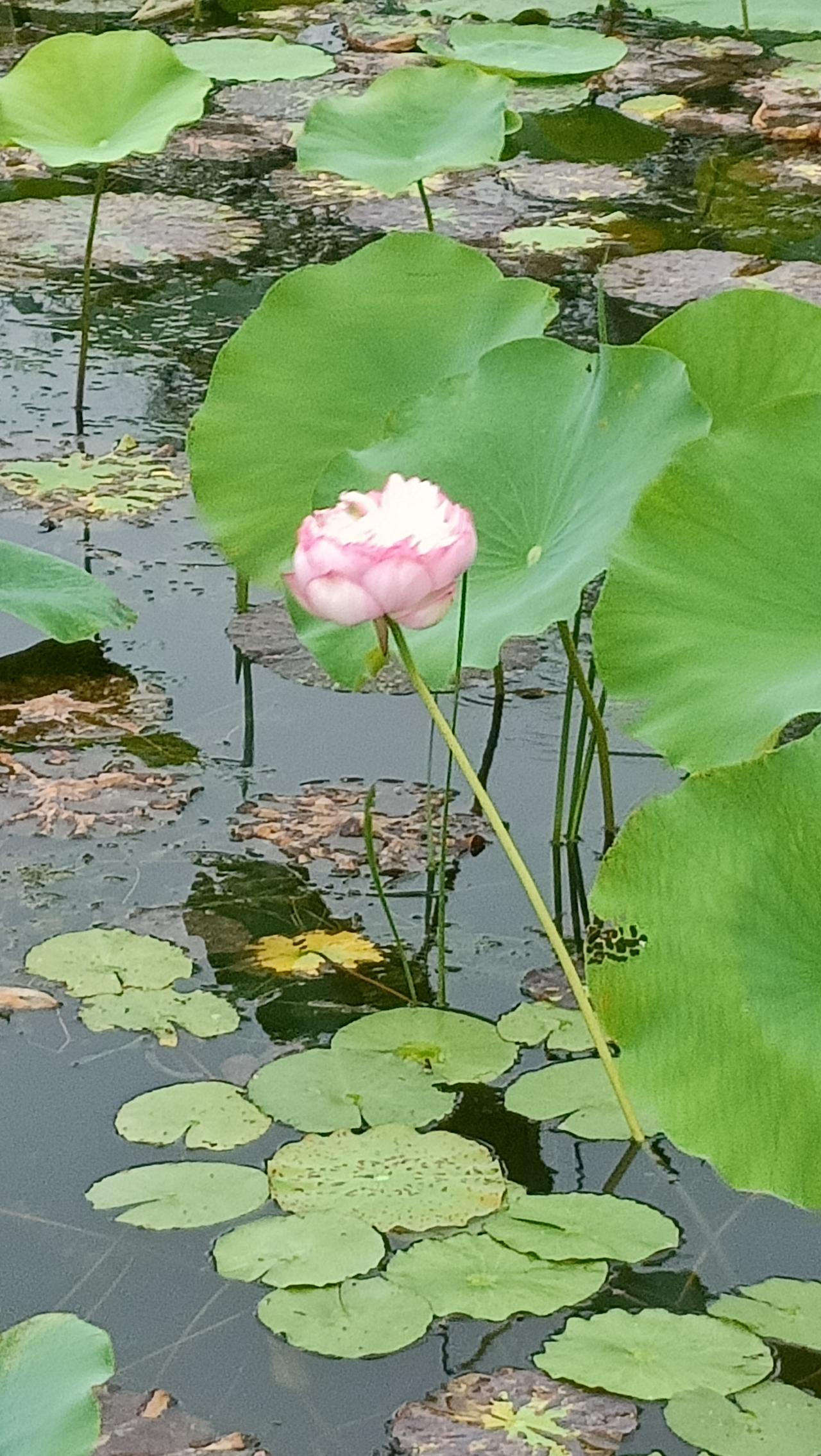 粉嫩荷花开满池塘，夏日清凉的美好时光。🌸🌿
上联:荷叶田田绿，
下联:莲花点