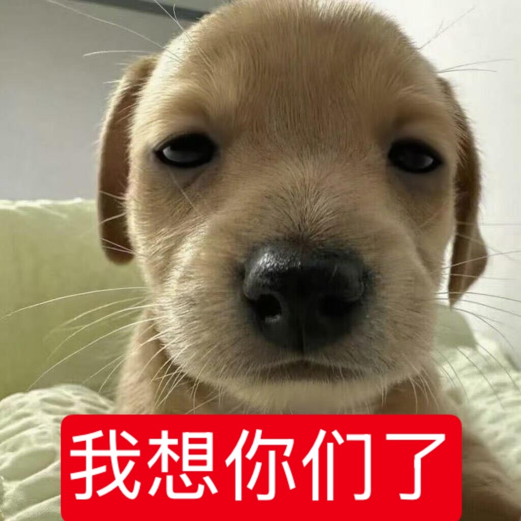 掉铁了来动动 