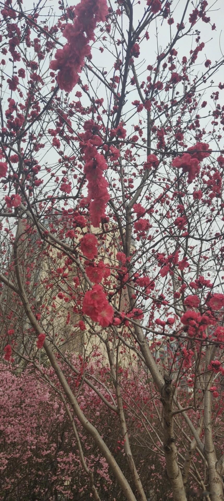 春日生活打卡季一晃春季就要过完了，百花盛开的季节即将离去，即将迎来炎热的夏季。不