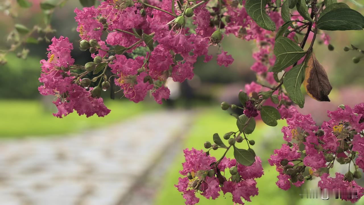 分享随手拍的紫薇花紫薇花发最撩人，伴人清坐度晨昏。