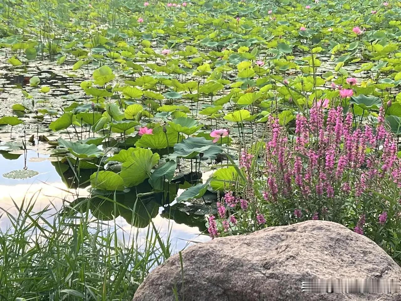 夏日生活打卡季小暑入夏，温风漫过街巷，蝉鸣拉开盛夏的序章。荷风微动，莲叶承住晨光