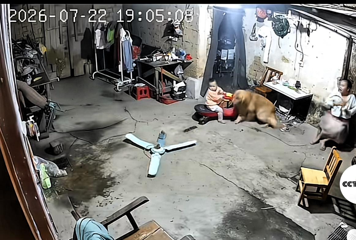 狗狗正在陪宝宝一起玩耍，突然狗狗将宝宝和车叼走，瞬间吊扇落地，正好落在宝宝与狗狗