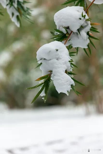 若兰清韵原创：雪覆寒冬，陌野苍茫，围炉夜话，窗外西风窥入梦；
荷叶闲客对句：风凉