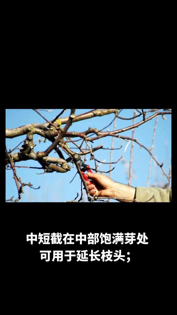 苹果冬季修剪很有讲究。
·首先修剪时间一般1月中旬到3月上旬合适，早了剪口易冻，