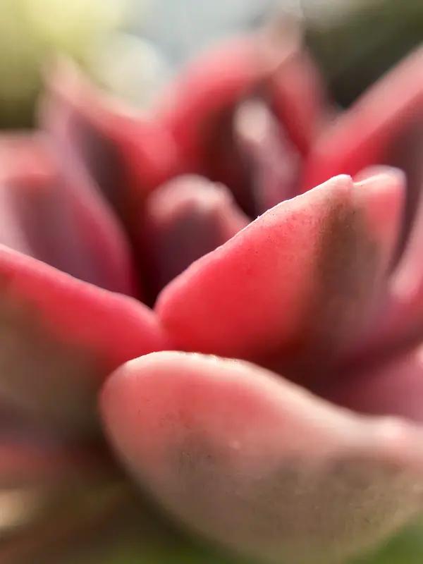 “粉色蓝莓400元一斤”都上热搜了，这梦幻外观谁看了不迷糊？其实粉色蓝莓不是新玩