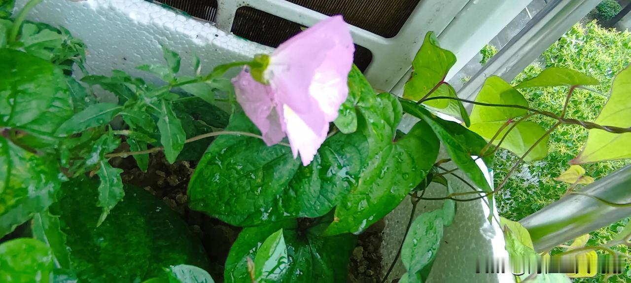 随手拍原创
人生如花艳几时
风吹雨打何其多
山孪人海奔四季
年复一年苍海宁