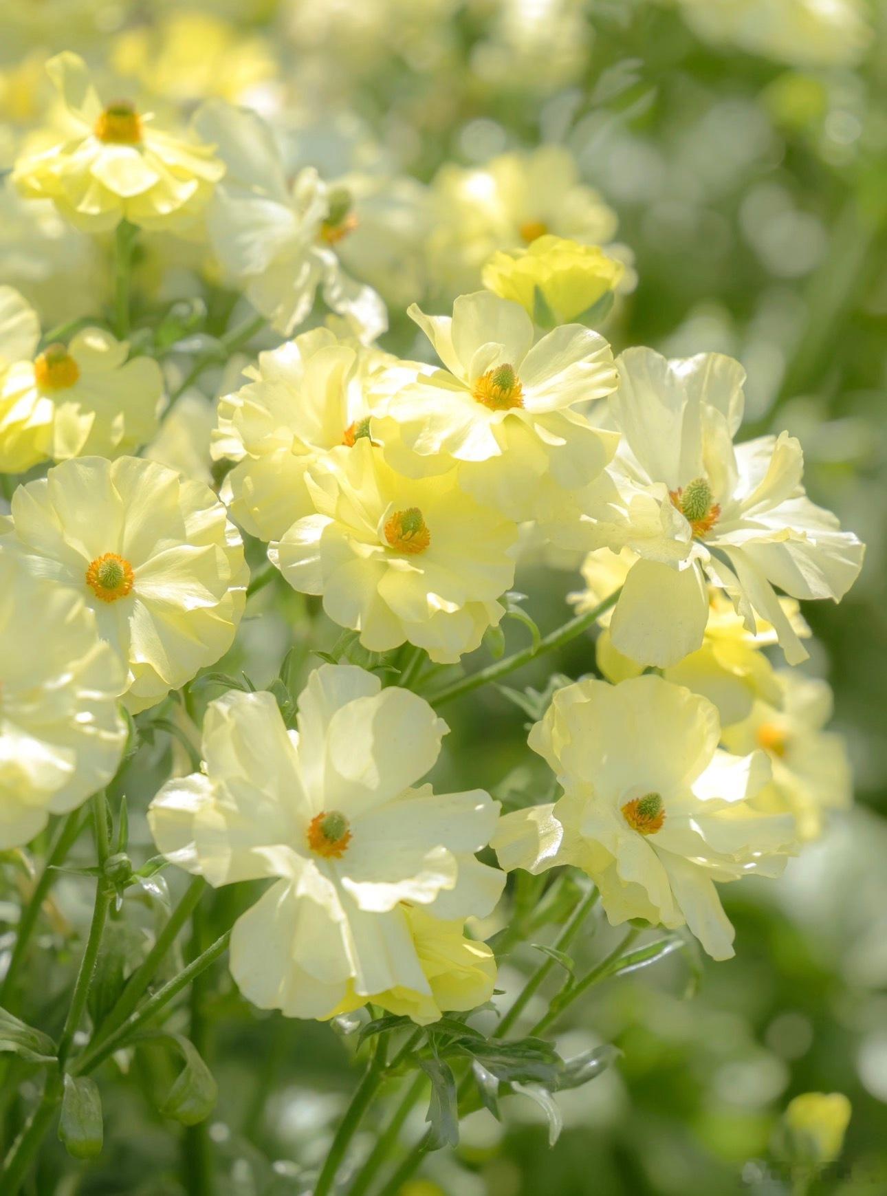 玩加早安 大家老家有正月初五不让出门的习俗吗？2026lpl2026lck