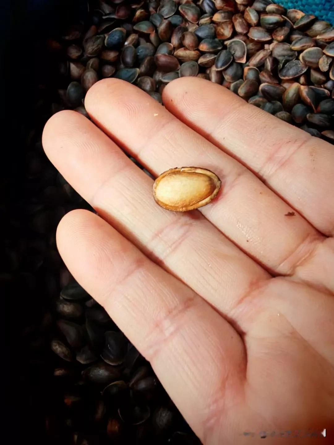 高山上的农村，但多数都是彝族，他们家乡农产品，主要洋芋，萝卜，苦荞，别的农作物不