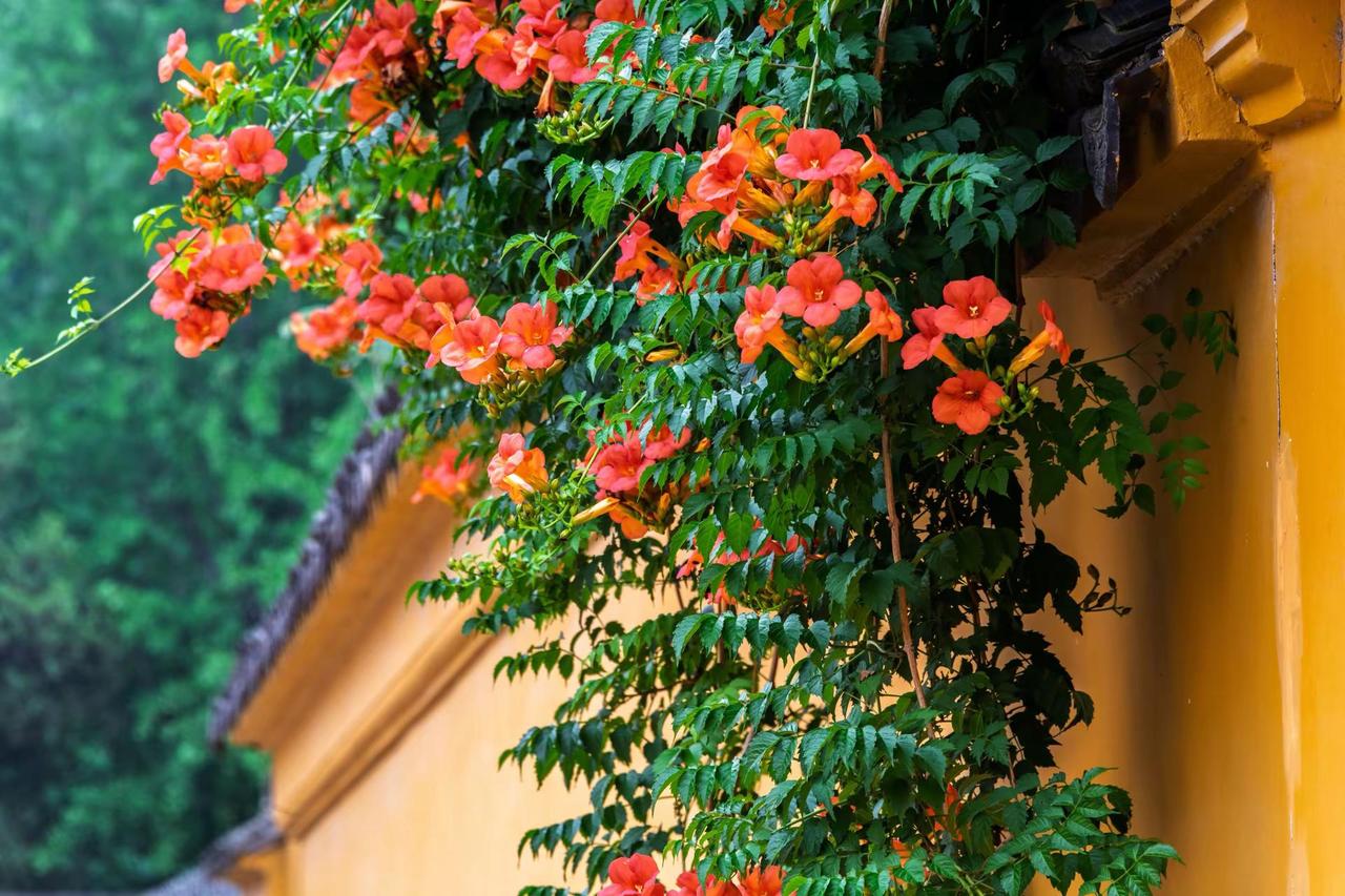 苏州虎丘山凌霄花。苏州虎丘山凌霄花花与古建筑 原创视频 凌霄 摄影