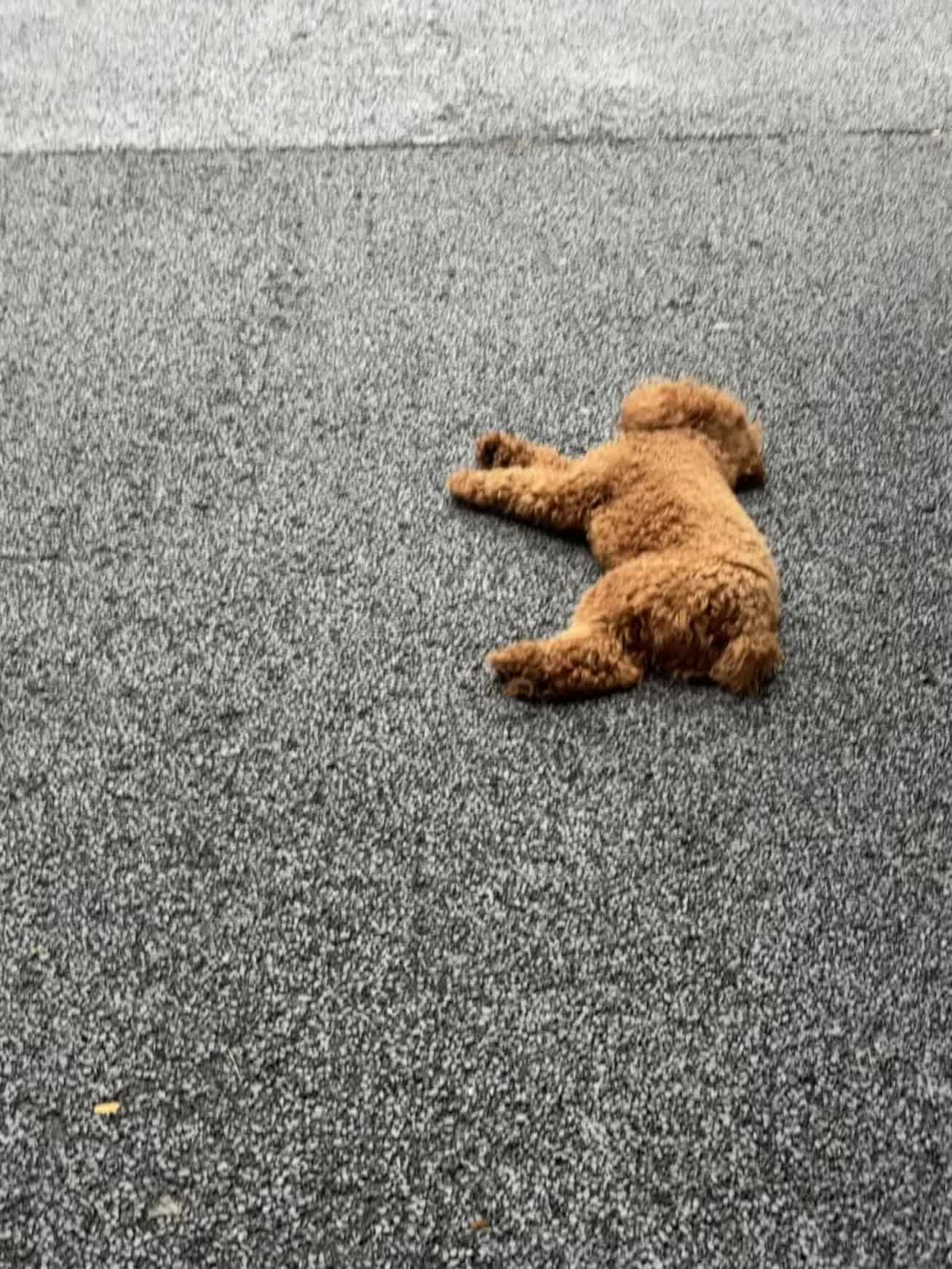 尝尝一个东洋乌梅 再给我一个甜妹