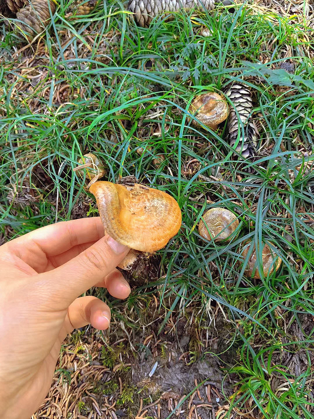 滴滴哒！今天当采蘑菇🍄‍🟫的小女孩儿