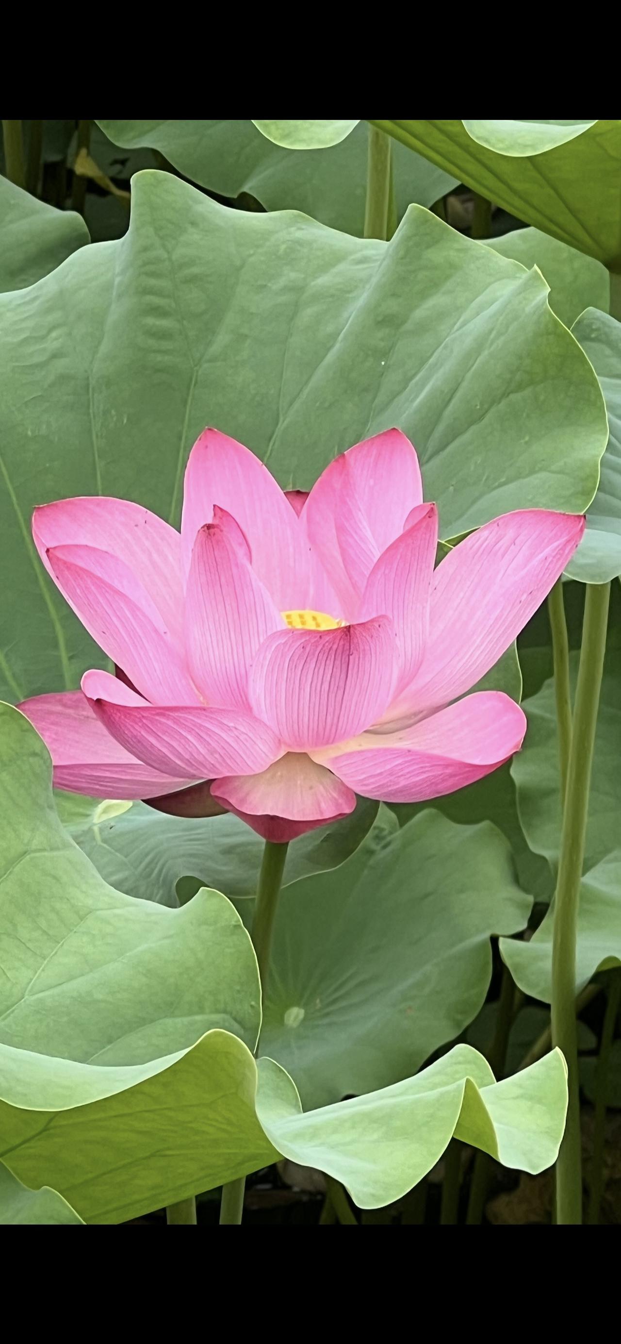 荷花夏日清新、粉嫩荷花，荷叶映衬，出水芙蓉，美不胜收！🌸🌿