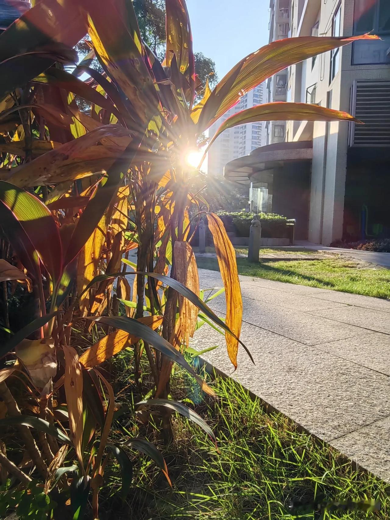 深圳秋天的早晨。
#可以分享一张秋景树叶的照片吗#