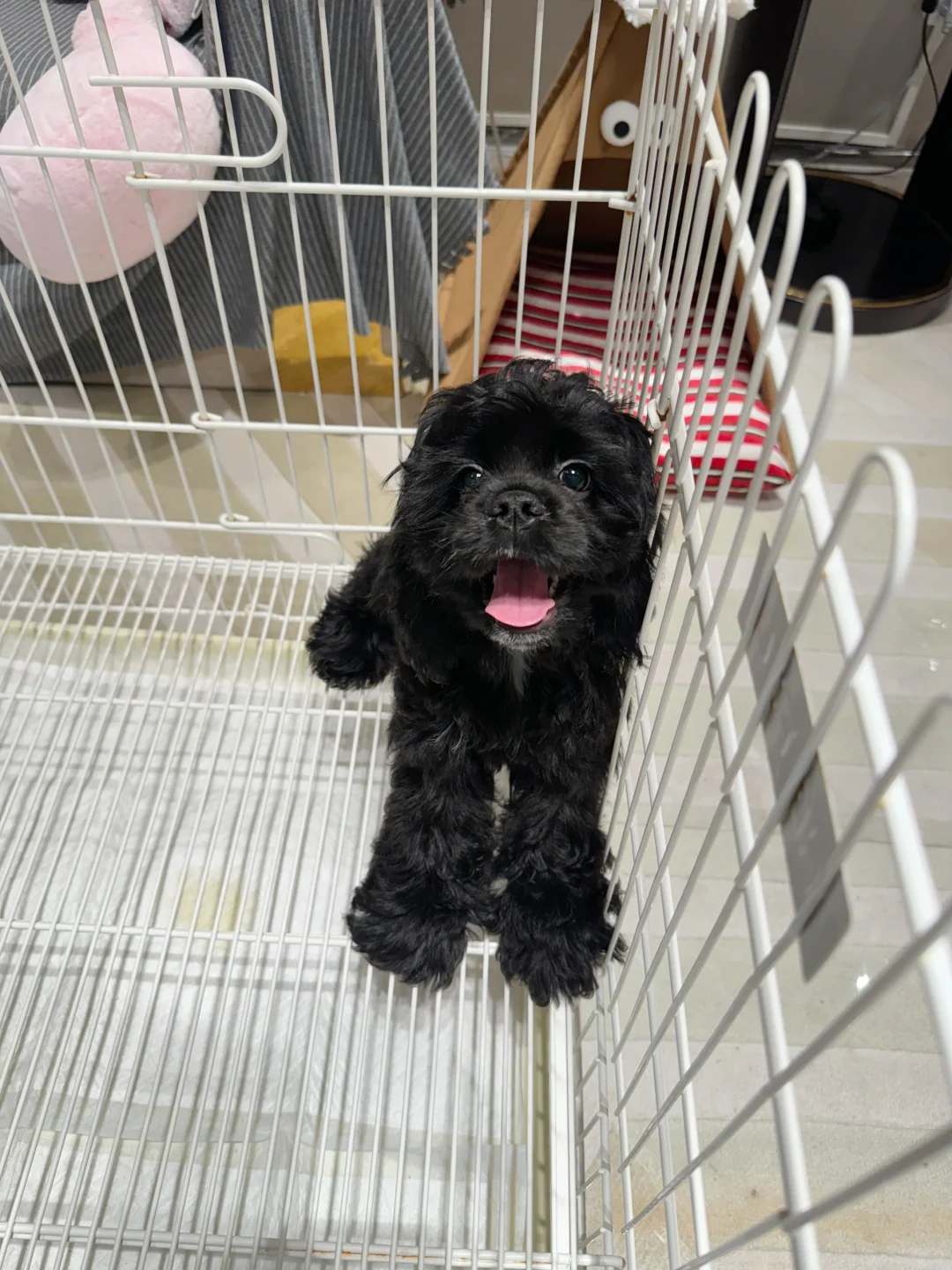 小黑妹也是很迪士尼哒