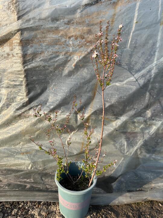 粉色喷雪花，福利苗，一加仑只要19.8