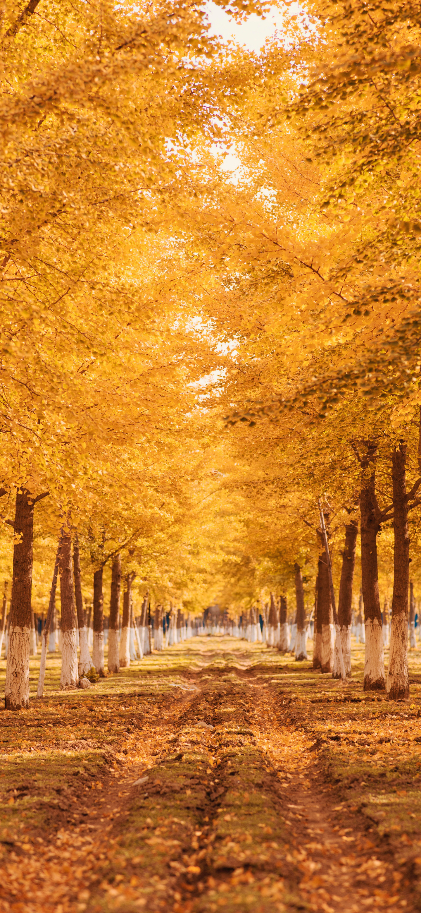 枫叶🍁 