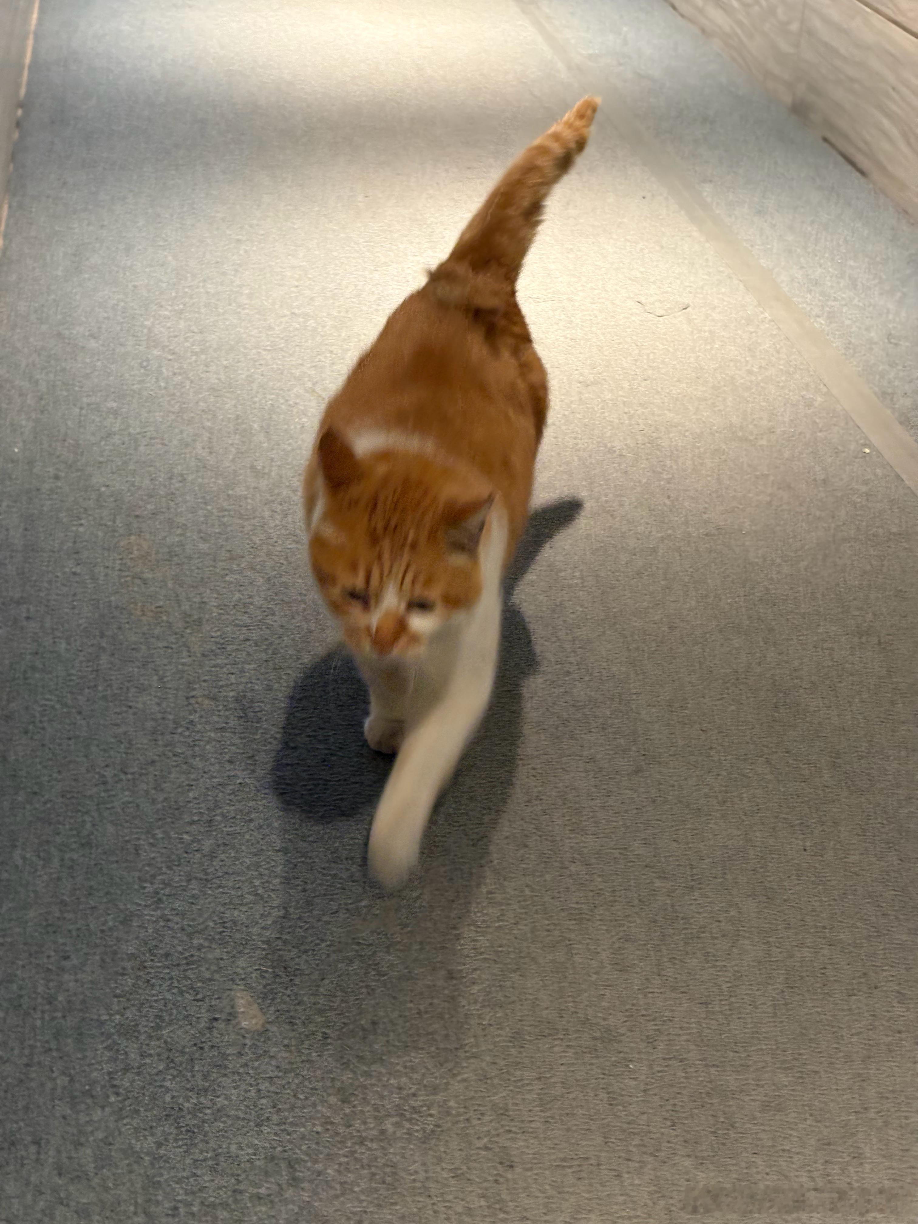 不要进来哦！短短日常吸猫中华田园猫