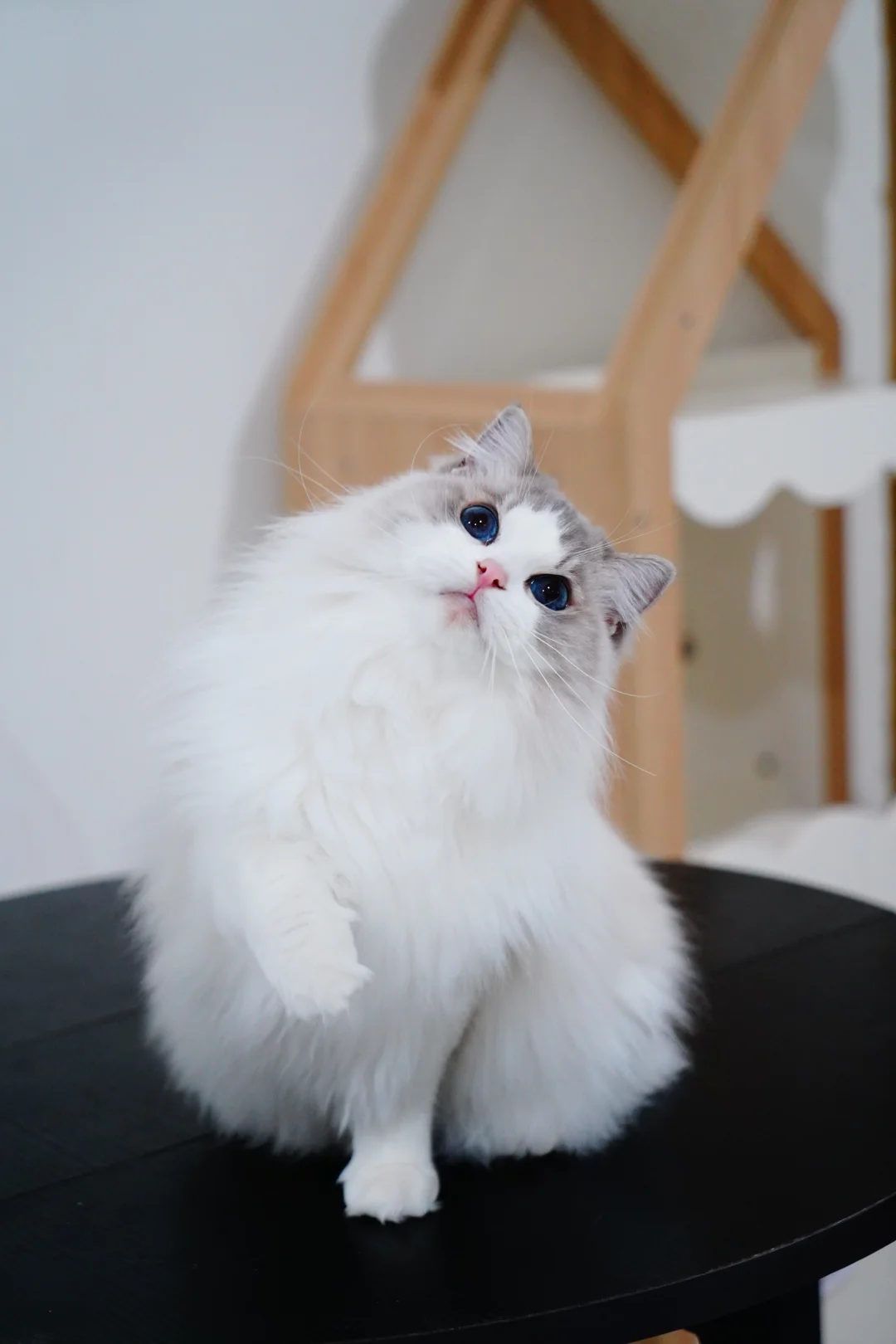 年前特💰的小猫哇