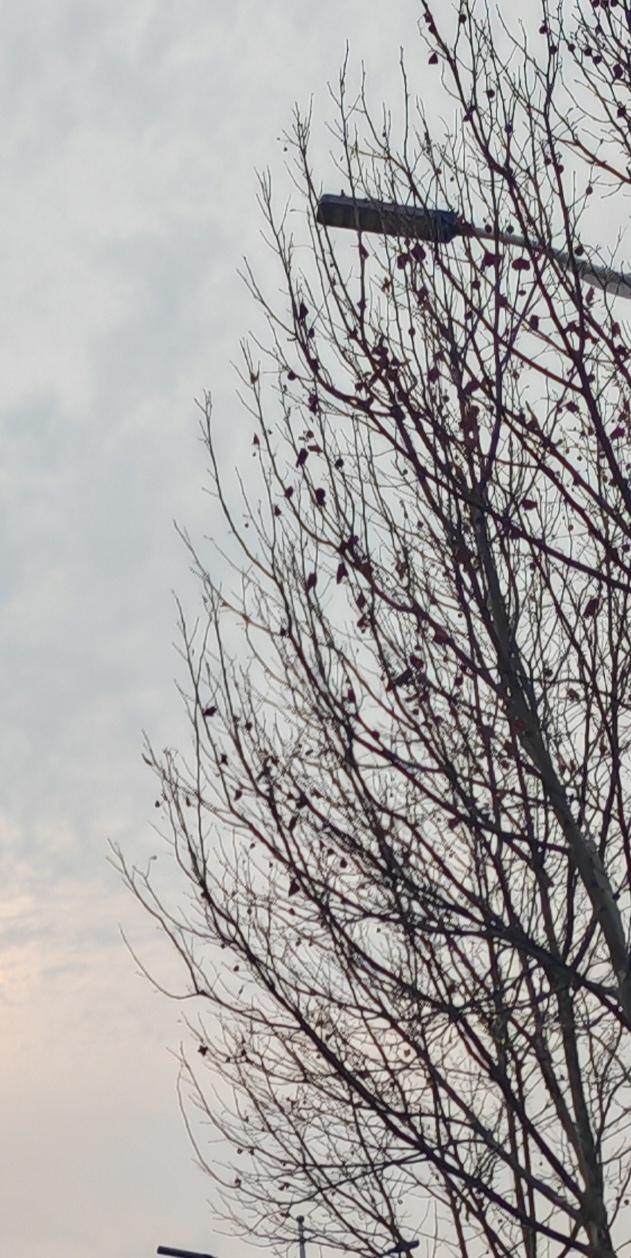 春风又绿路边树