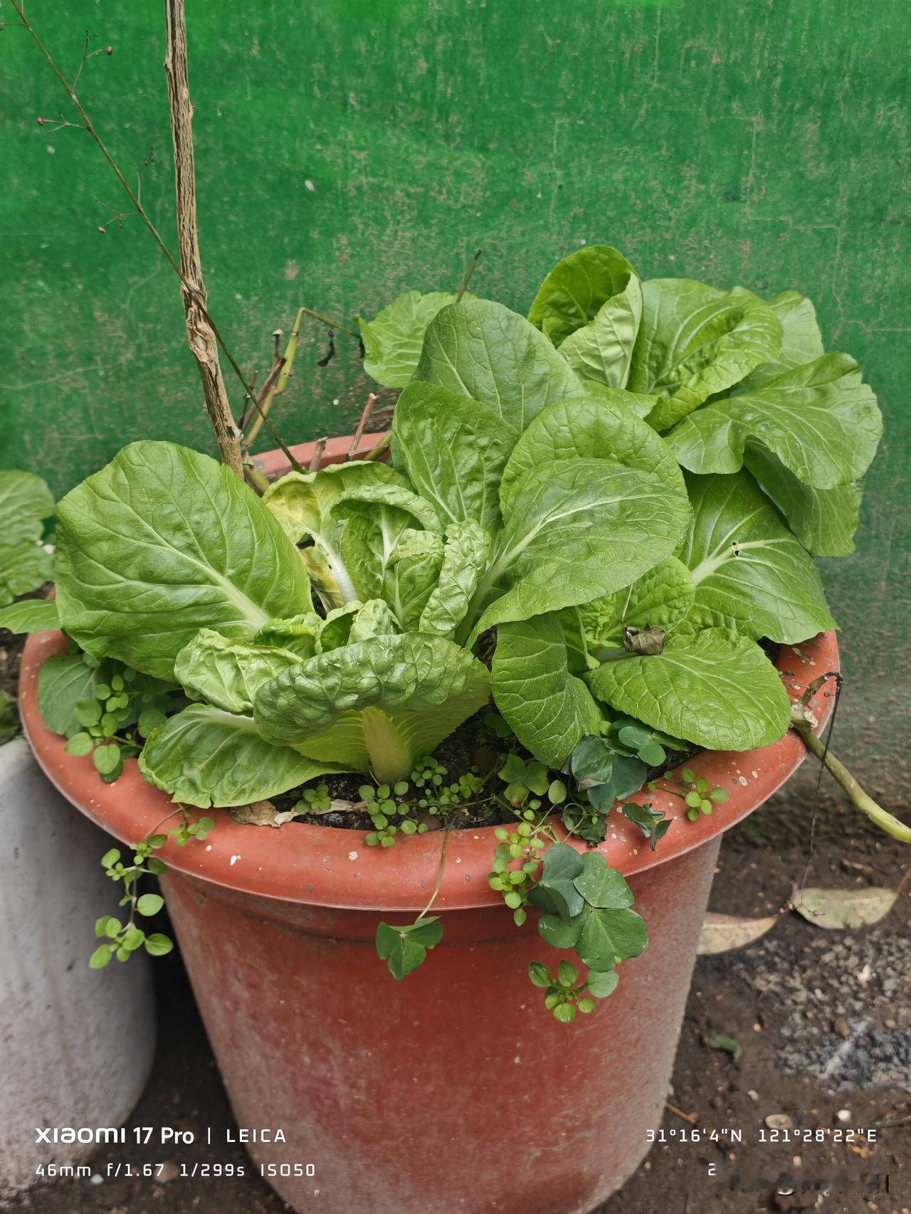 尽地力，好白菜