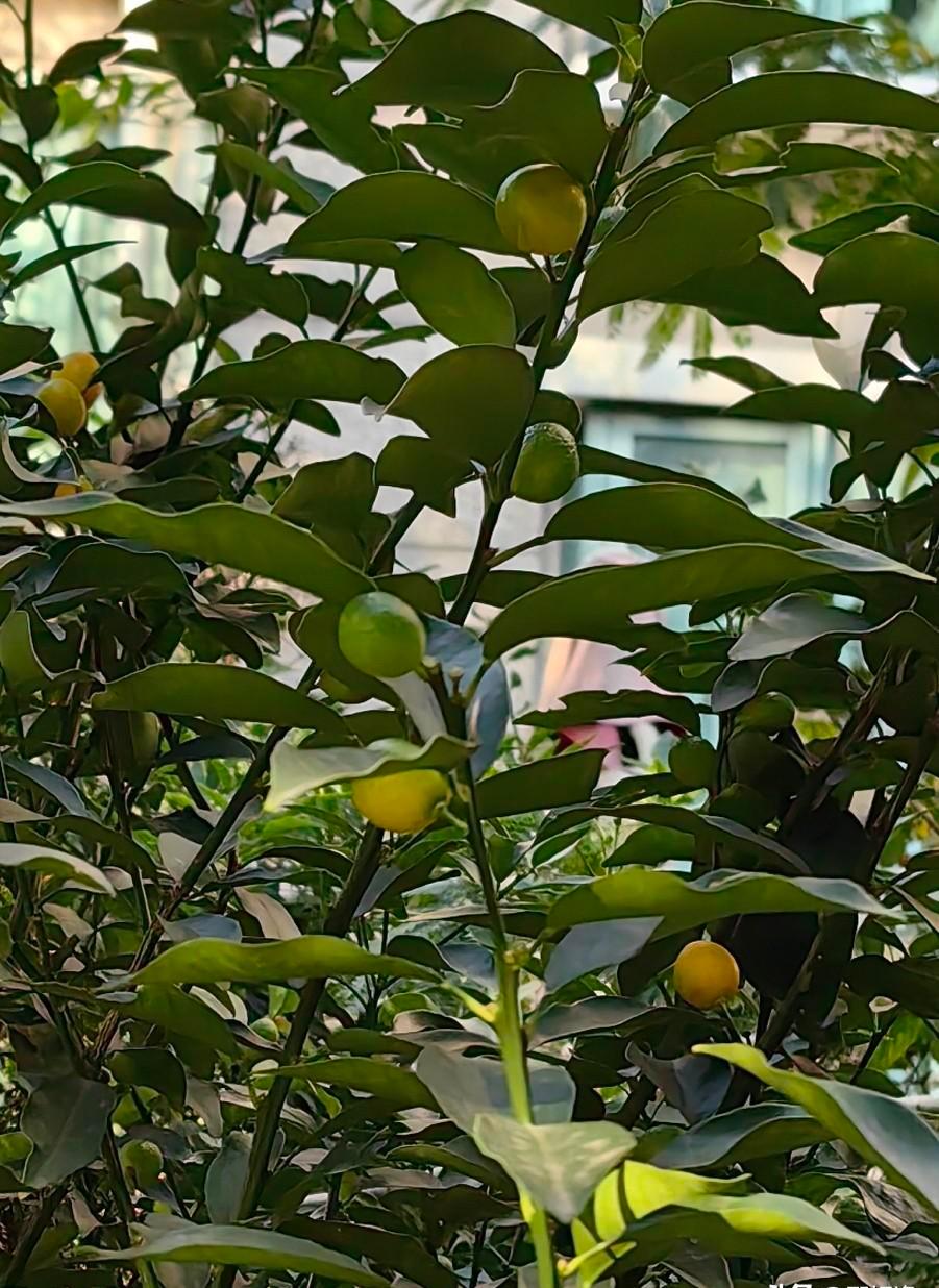 你家阳台那盆“金桔”可能不是金桔，是金豆。
别再叫错名字了，这俩长得像，但差得远