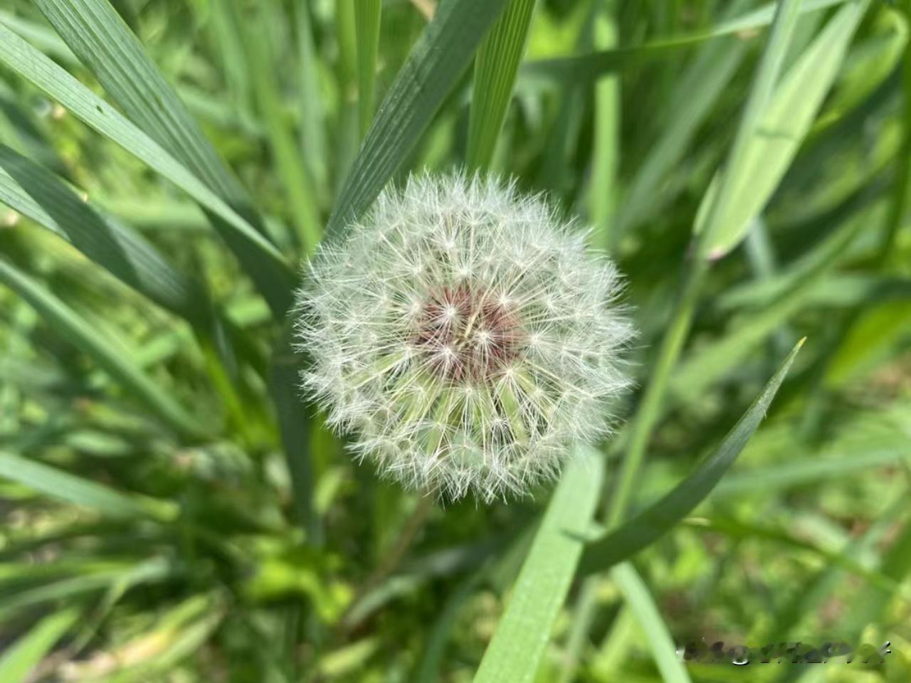 宠物追人,致人摔倒受伤,谁担责?
谁养的，谁负责。宠物都是有“监护人”的！我觉得