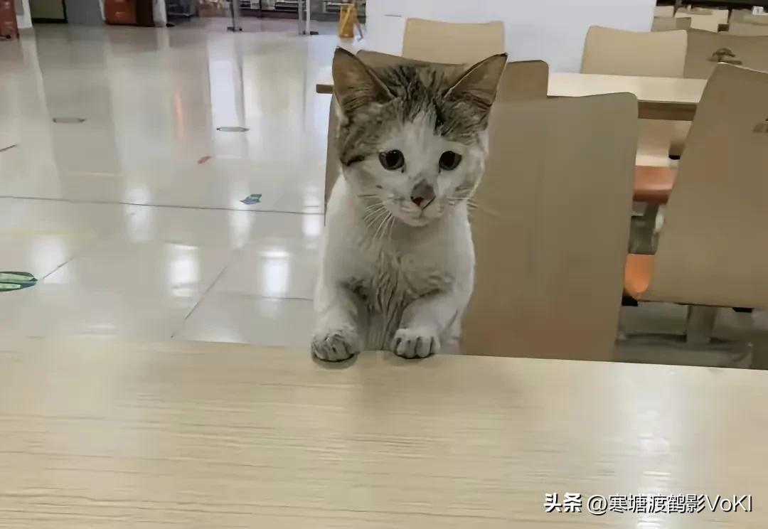 中午在食堂吃饭，一只脏兮兮的小猫咪来到我桌子对面，爬上板凳趴在桌子上眼巴眼望的看