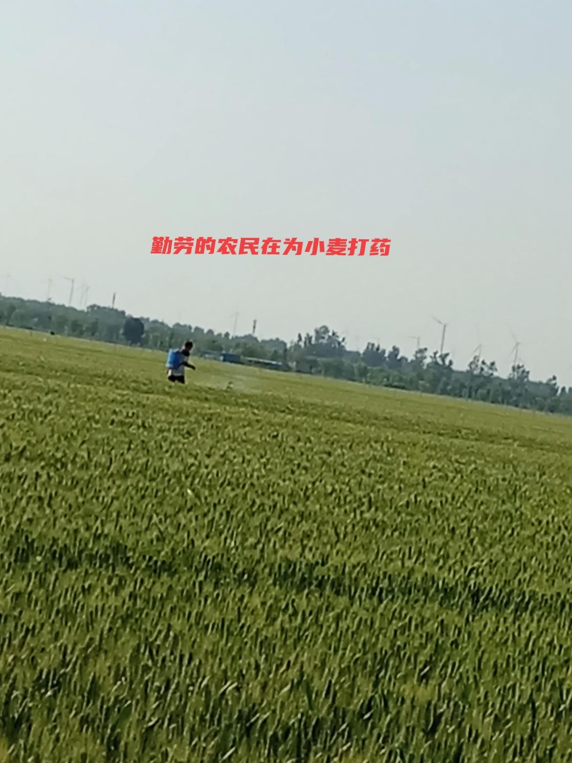 我的运动日常五一我回老家，看到了农民在拔草打药浇地，辛勤劳动的模样！为他们点赞?