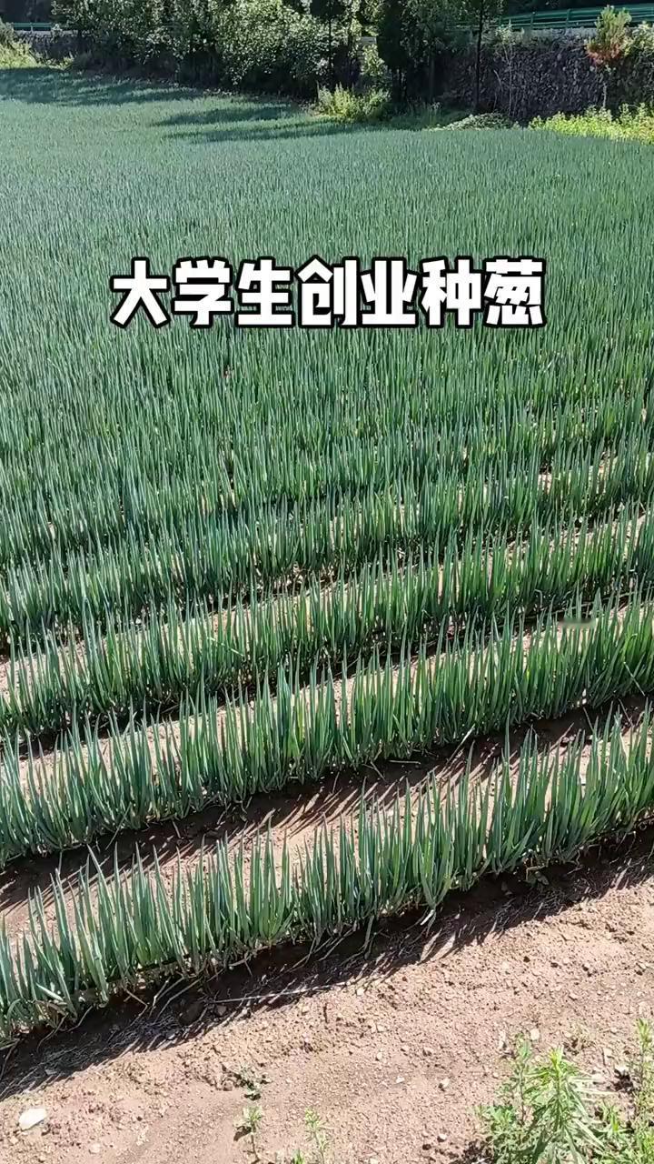 大学生创业种葱。
生活中遇到烦恼，可以到菜园里看一看，呼吸一下新鲜空气，身心更健