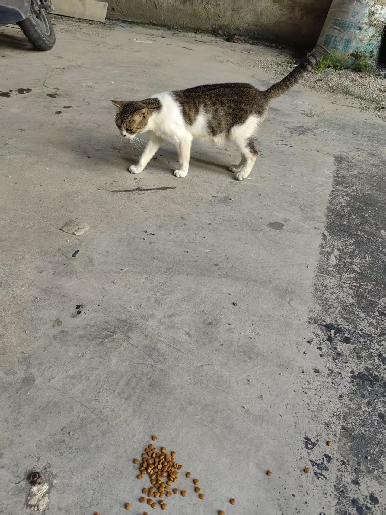这只许久未见的流浪猫今天又回来了，自从它身怀六甲后已经足足两月有余没有看到它了。