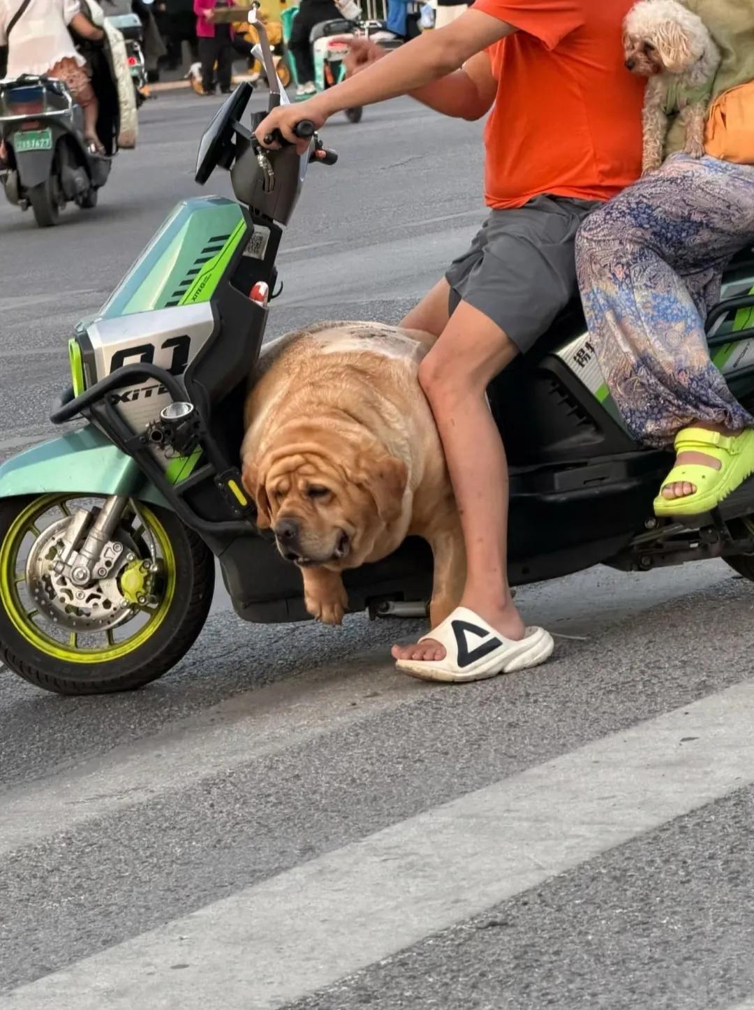 一看就知道狗主人在吃饭方面没有亏待它……
