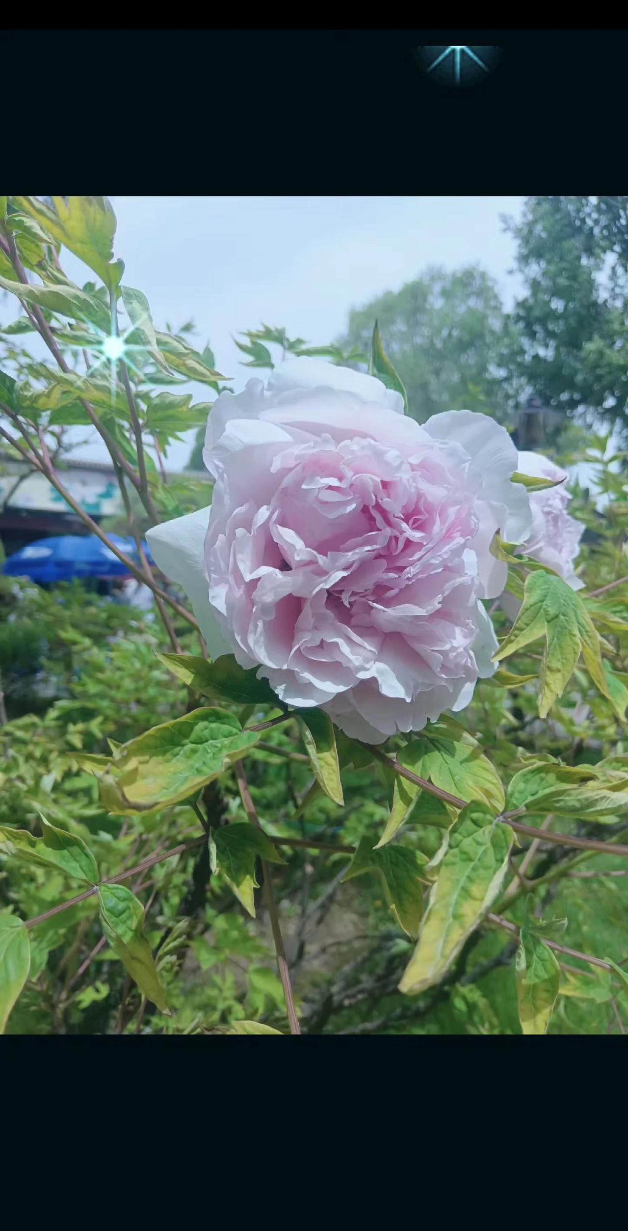 生活如此多娇，何必一地鸡毛，如果生活不宠你，就自己善待自己！风来了，就随风起舞，