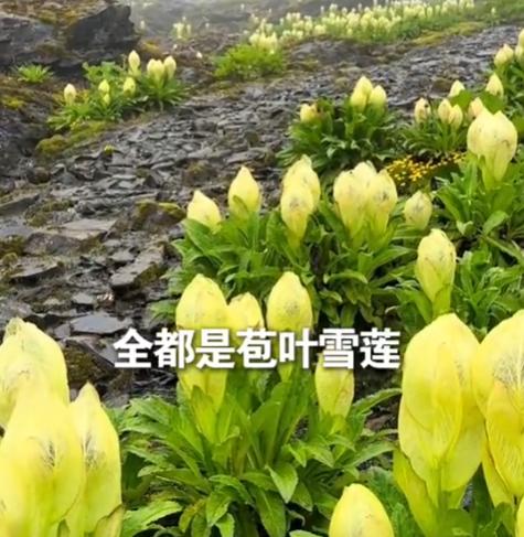 “上人民日报了”！男子独自一人爬喜马拉雅山，爬到海拔大约4800米的时候，他被眼