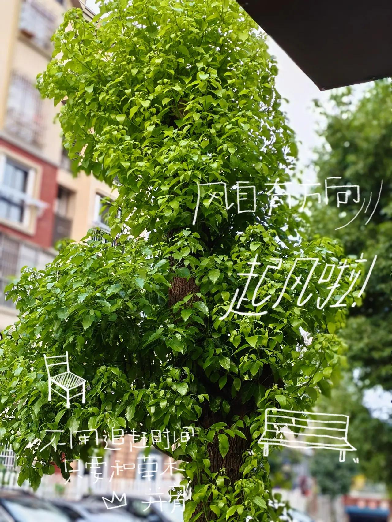 这炎炎夏日，
一缕清风，
一片绿荫，
便是最好的治愈。