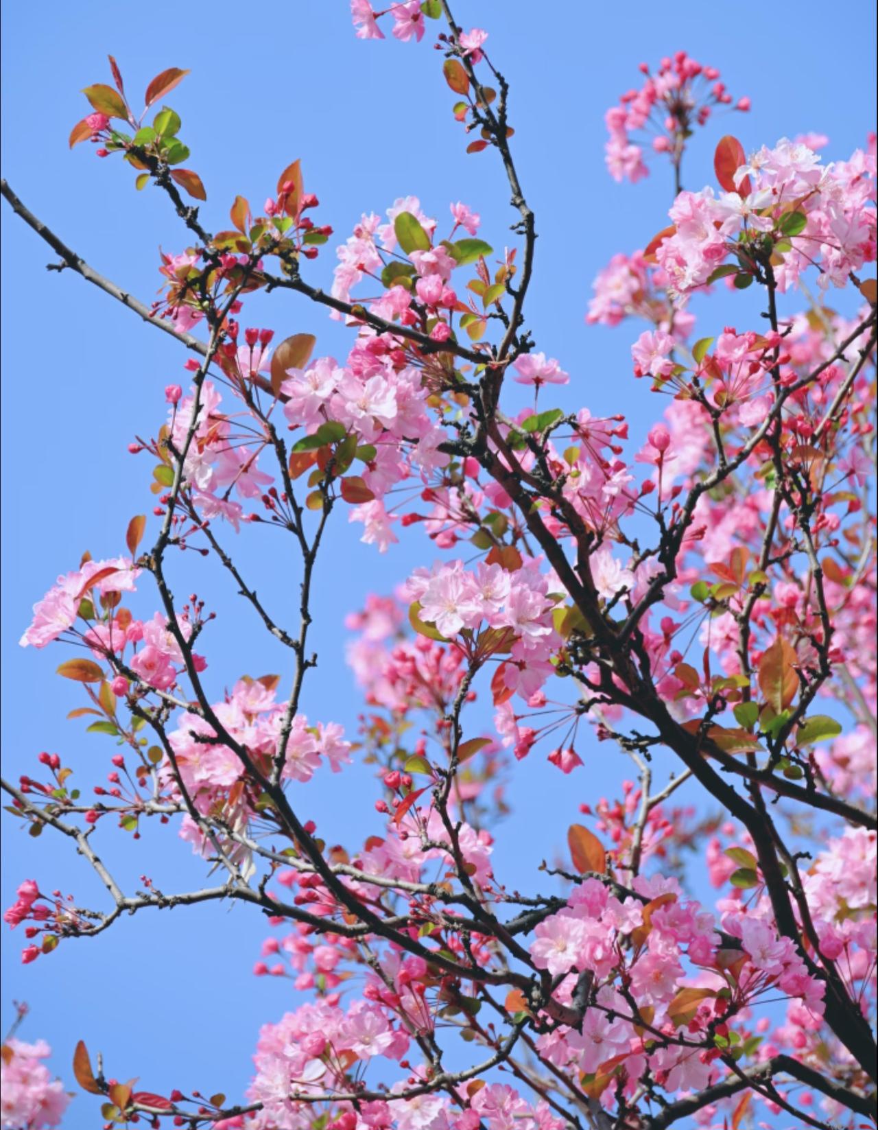 垂丝海棠丨春日里的娇俏佳人
春天果然是百花齐放的季节
才刚看完早樱不久
没想到回