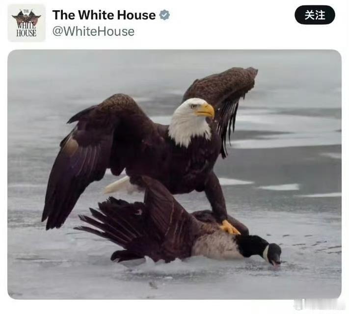 这是白宫，也就是美国政府官方账号发的一张图片，图中一只大鸟在暴虐一只小一点的鸟。