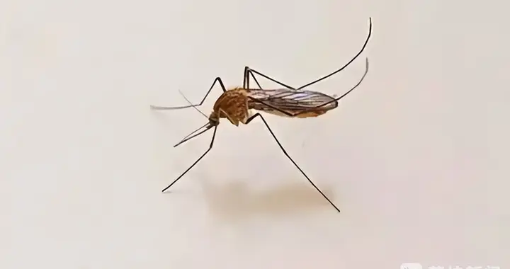 蚊子叮咬 当心感染流行性乙型脑炎
