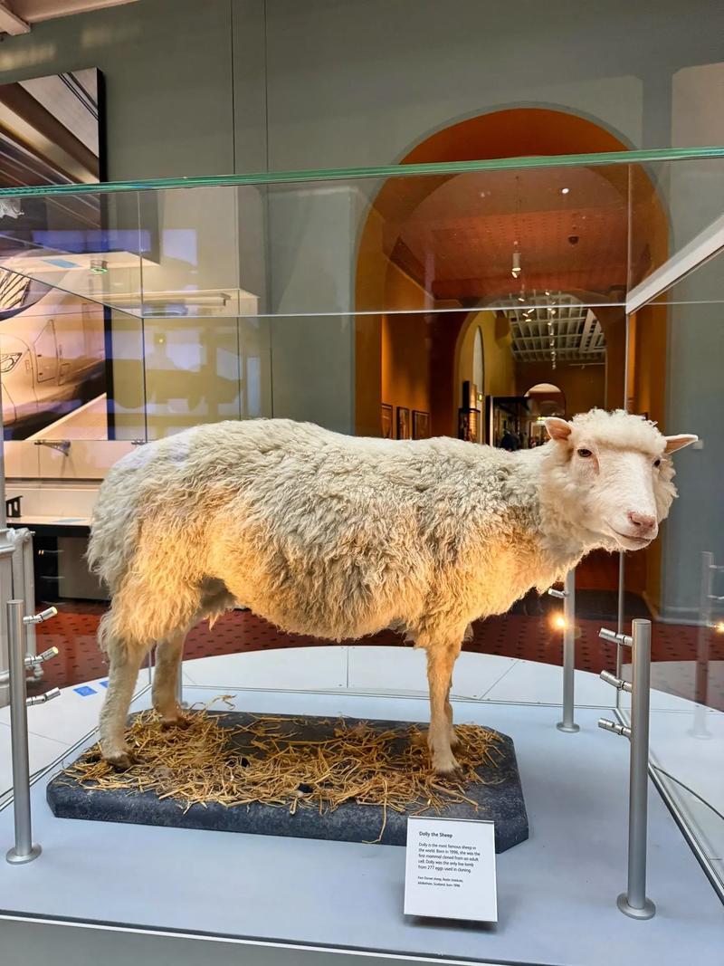 克隆牦牛来了是克隆羊多莉那种克隆吗？小时候印象可深刻了。 