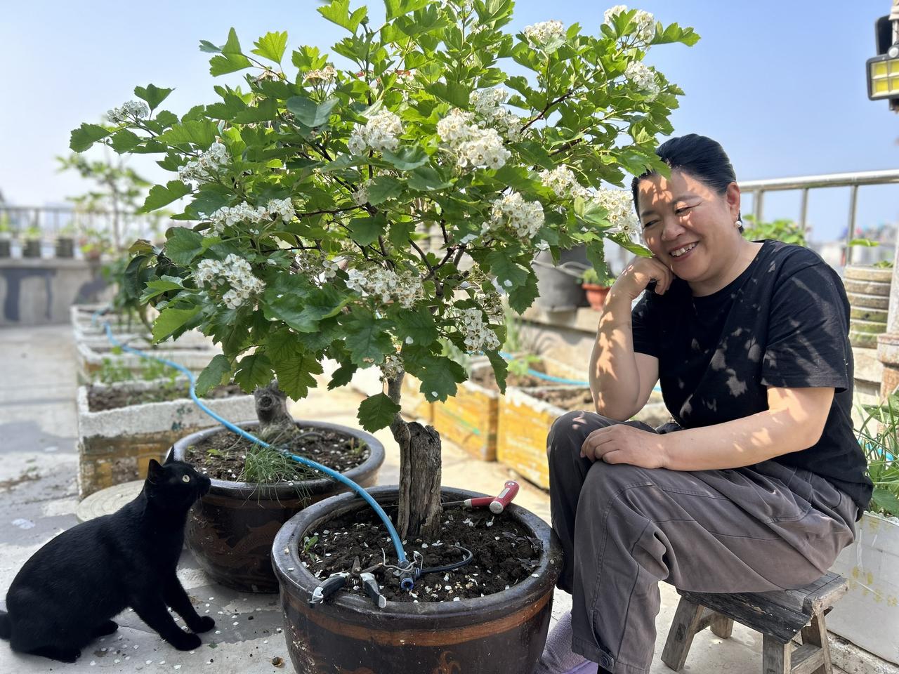 楼顶小果园的温柔时光

我家楼顶，藏着一方小小的果园，这是我平日里最爱的小天地。