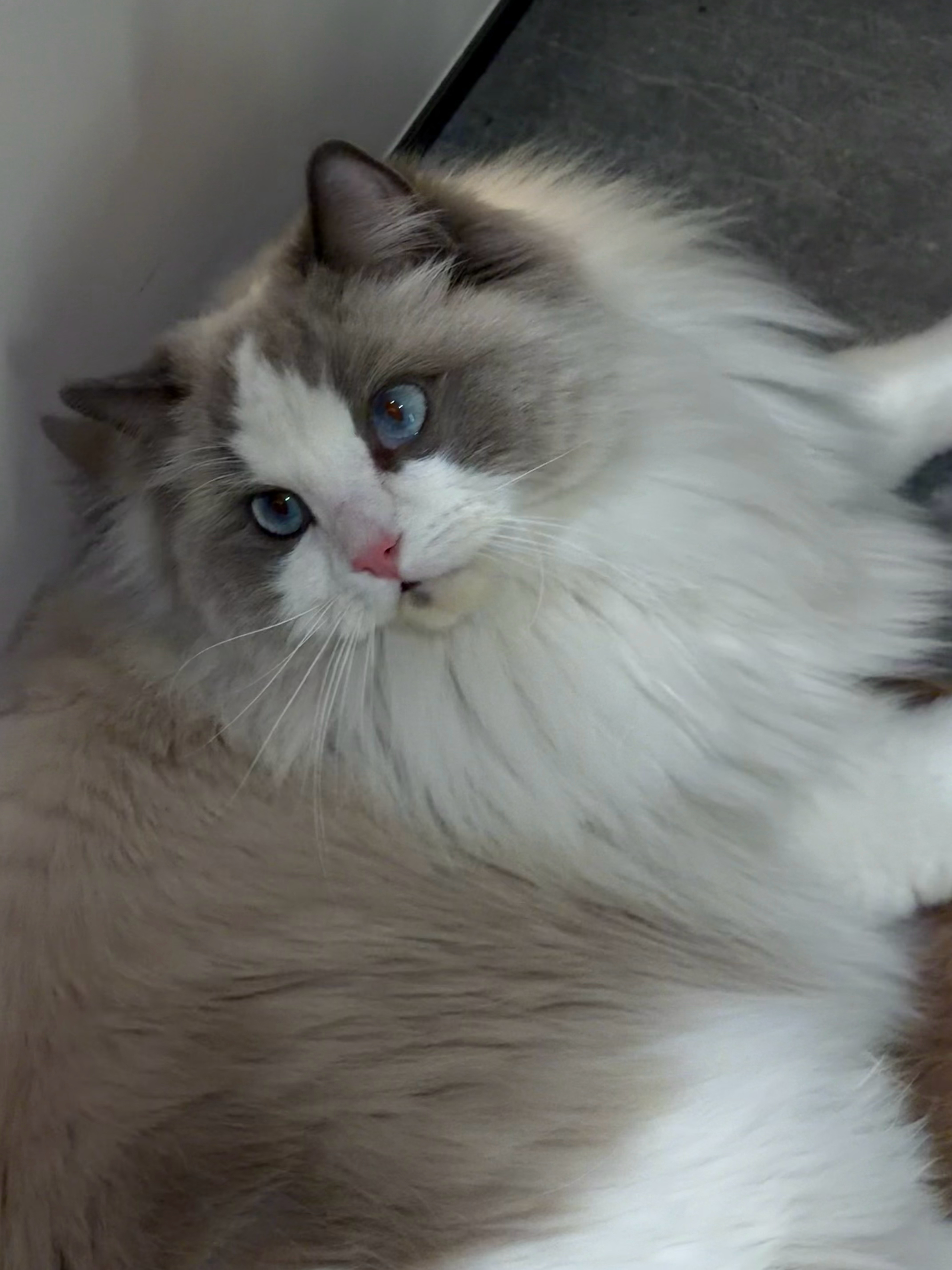 去朋友家撸猫，简直就是萌物，而且都好粘人