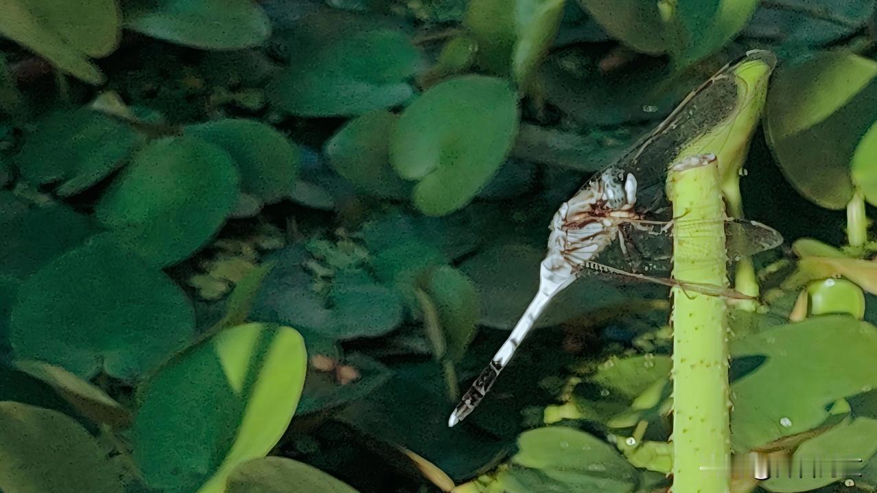 蜻蜓的种类好多啊。这是在抱龙河水面上随手拍下的蜻蜓。